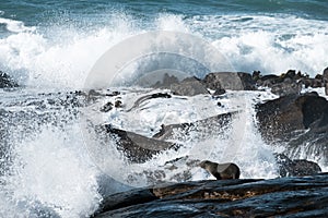 Sea Lions Colony along a Coastline in South Island, New Zealand