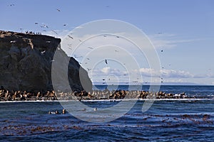 Sea lions and cormorants near magdalena island