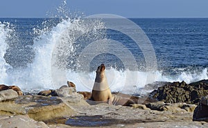 Sea Lions and Crashing Surf in La Jolla