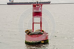 Sea Lions Cuddle on a Buoy in the Long Beach Harbor