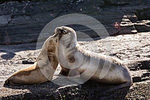 Sea lions cuddles on island in Beagle channel Argentina