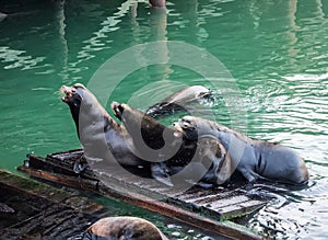 Sea lions on a dock