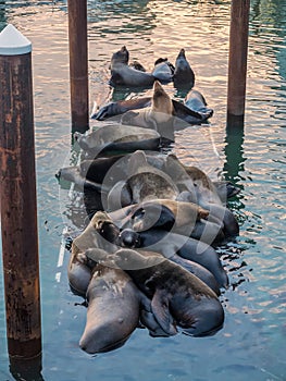 Sea lions on a dock