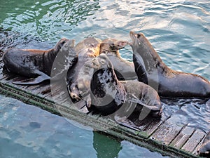 Sea lions on a dock