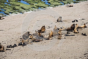 Sea lions dwelling in a natural national park reserve near Puerto Madryn in Valdes Peninsula in Argentina. Wild life nature image