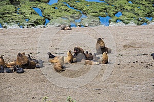 Sea lions dwelling in a natural national park reserve near Puerto Madryn in Valdes Peninsula in Argentina. Wild life nature image
