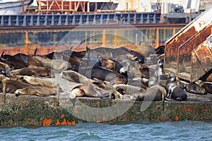 Sea lions, Ensenada