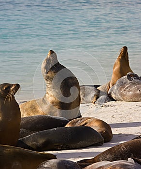 Sea Lions - Espanola - Galapagos Islands photo