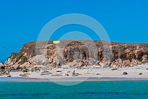 Sea lions at Essex rocks nature reserve in Australia