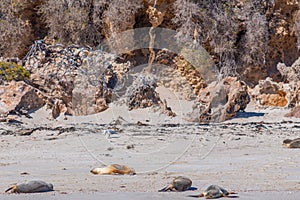 Sea lions at Essex rocks nature reserve in Australia