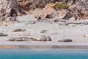 Sea lions at Essex rocks nature reserve in Australia