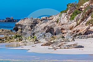 Sea lions at Essex rocks nature reserve in Australia