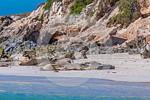 Sea lions at Essex rocks nature reserve in Australia