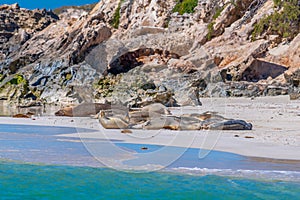 Sea lions at Essex rocks nature reserve in Australia