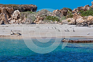 Sea lions at Essex rocks nature reserve in Australia