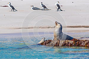 Sea lions at Essex rocks nature reserve in Australia