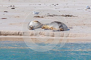 Sea lions at Essex rocks nature reserve in Australia