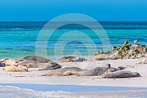 Sea lions at Essex rocks nature reserve in Australia