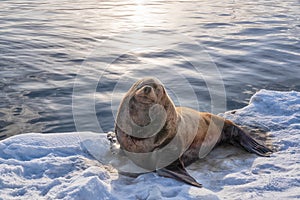 Sea lions Eumetopias jubatus beside seasides Kamchatka