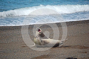 Sea-Lions fighting