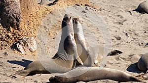 Sea Lions Fighting on the Beach 2