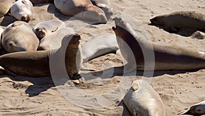 Sea Lions Fighting on the Beach 3