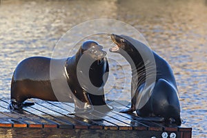 Sea Lions fighting