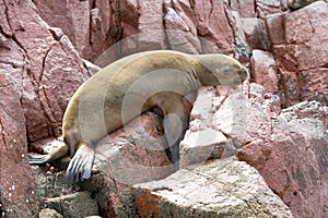 Sea lions fighting for a rock in the peruvian coast at Ballestas islands Peru