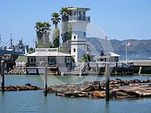 Sea lions, Fisherman's Wharf, San Francisco