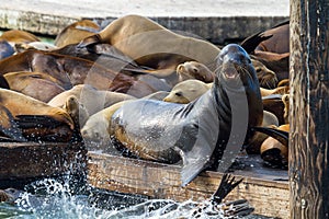 Sea Lions on the Floating Dock in San Francisco CA USA