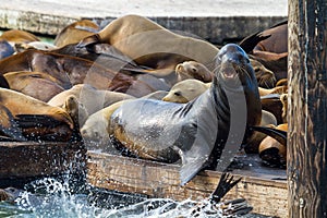 Sea Lions on the Floating Dock in San Francisco CA USA photo