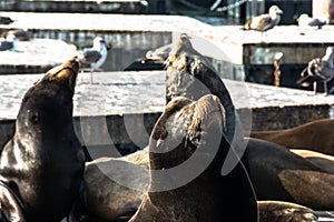 Sea lions on the floating platform, San Francisco