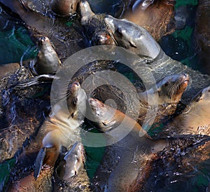 Sea Lions Floating in the Water in a Group