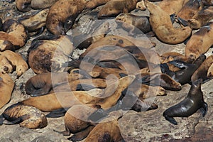 Sea Lions - Florence Oregon USA