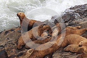 Sea Lions - Florence Oregon USA