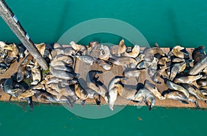 Sea Lions frolic in Morro Bay, California, aerial image
