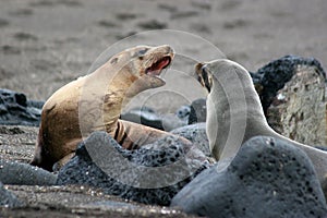 Sea Lions, Galapagos photo