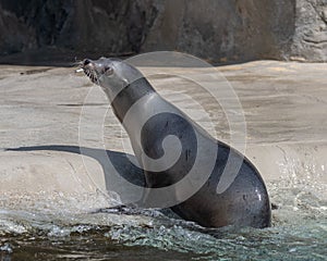 Sea Lions and handler during feeding time at Brookfield Zoo