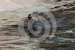 Sea Lions and handler during feeding time at Brookfield Zoo