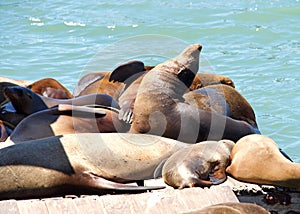 Sea Lions hauled out sleeping on floating wood platform