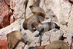 Sea lions are having sunbath on the rocks in Paracas national reserve