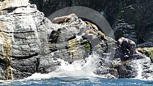 Sea lions, Humboldt Penguin National Reserve, La Serena, Chile