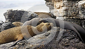 Sea lions, Humboldt Penguin National Reserve, La Serena, Chile