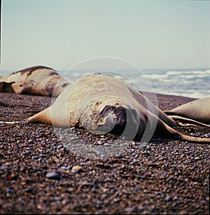 sea lions that inhabit the coast of the atlantic ocean in the argentine patagonia