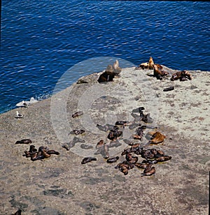 sea lions that inhabit the coast of the atlantic ocean in the argentine patagonia
