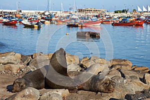 Sea Lions in Iquique Harbour