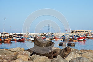 Sea Lions in Iquique Harbour photo