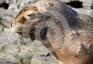 Sea lions on isla in beagle channel near Ushuaia