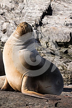 Sea lions on isla in beagle channel near Ushuaia