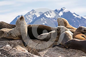 Sea lions on isla in beagle channel near Ushuaia